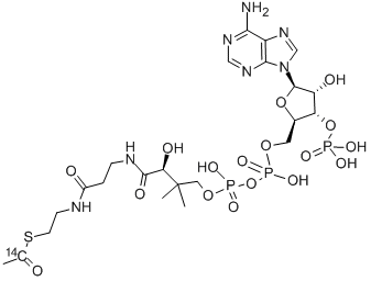 ACETYL COENZYME A, [ACETYL-1-14C]|